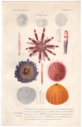 Echinoderms